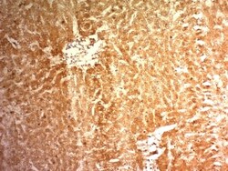 Glypican 3 Antibody (1G12), Novus Biologicals 0.2mg; Unlabeled:Antibodies,